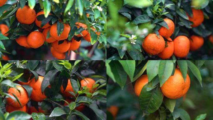 农户果园柑橘实拍