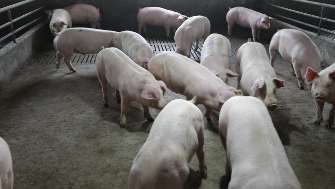 粗放型养猪场农户养猪场