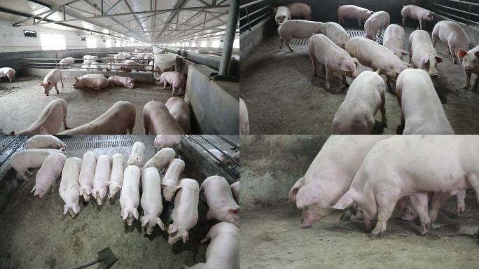 粗放型养猪场农户养猪场
