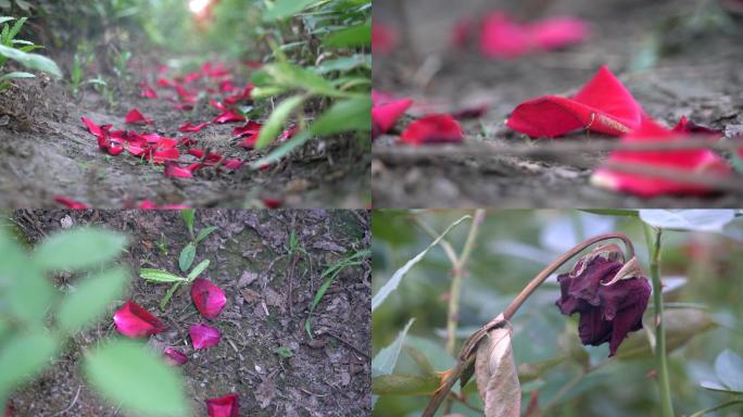 玫瑰花瓣落满小路枯萎的玫瑰花素材