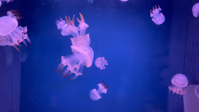 【原创】4K水母、彩色水母、水族馆水母