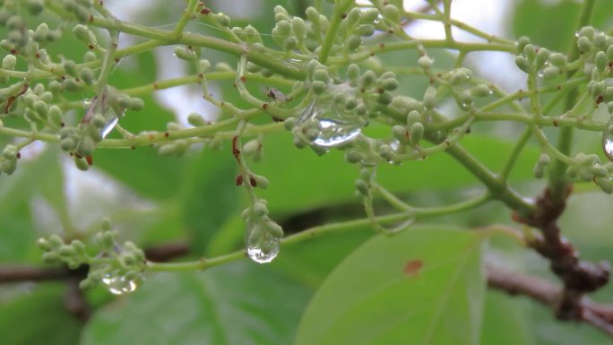 雨露滋润的小花蕾