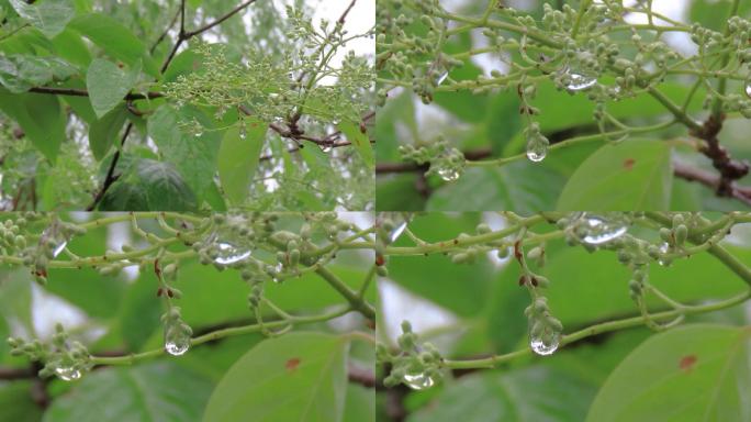 雨露滋润的小花蕾