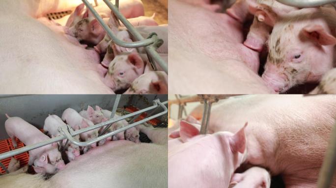 养殖场里小猪吃奶母猪喂奶