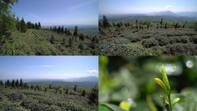 蒙顶山茶叶大景风光山顶细节