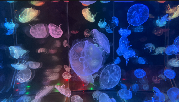 【原创】4K水母、彩色水母、水族馆水母