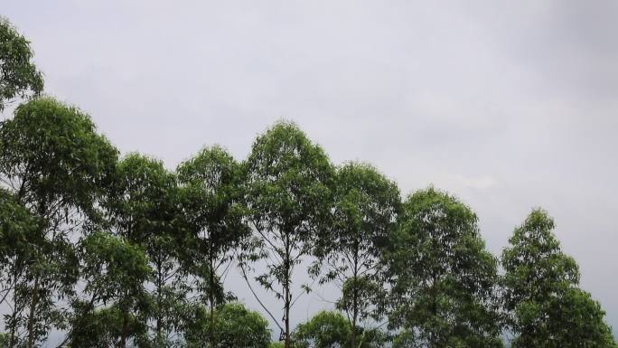 森林天空山树树林大气风景