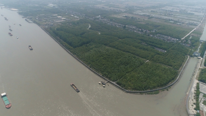 2020年上海黄浦江涵养林