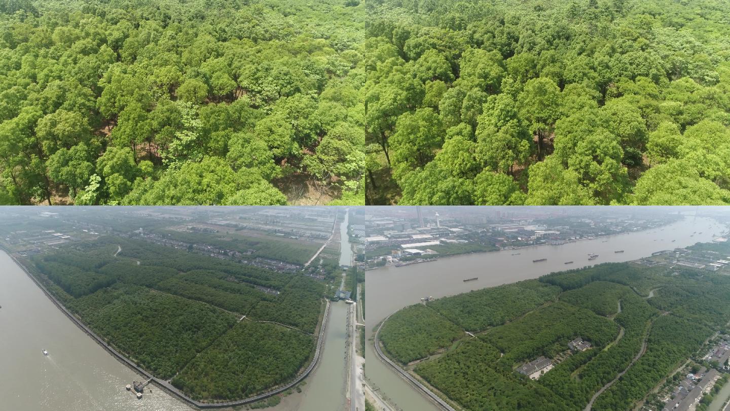 2020年上海黄浦江涵养林