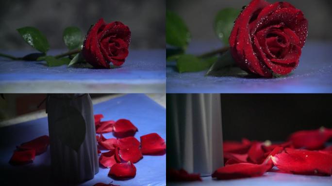 一朵玫瑰花和花瓣水珠