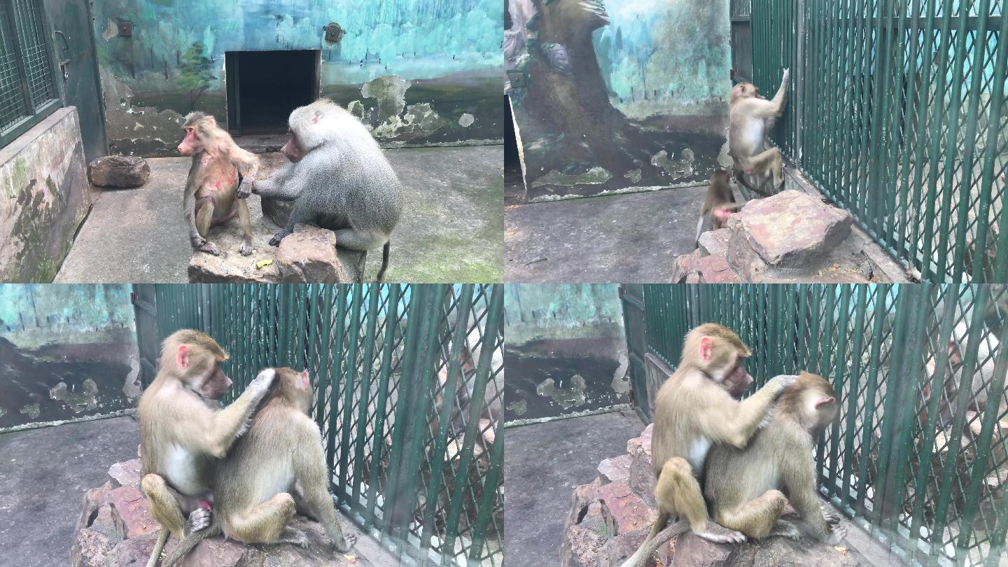 动物园猴子嬉戏玩耍互相挠头亲子