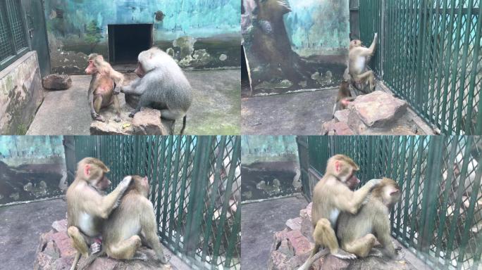 动物园猴子嬉戏玩耍互相挠头亲子