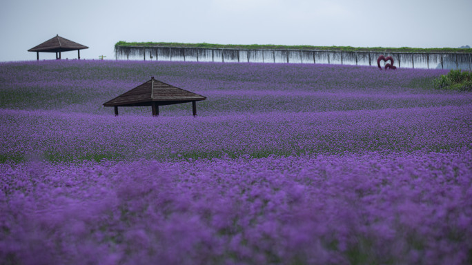 忻城薰衣草花海