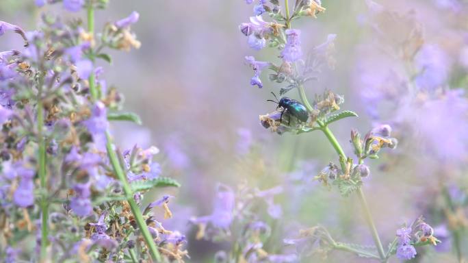 4K公园里的紫色小花蜜蜂采蜜小虫子