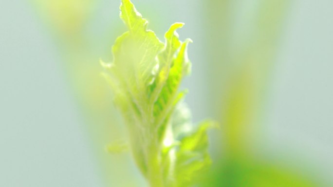 农业种植业农作物植物土壤土地嫩叶、可商用