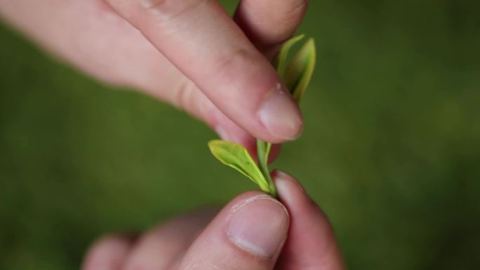 安吉白茶嫩茶刚采摘新茶