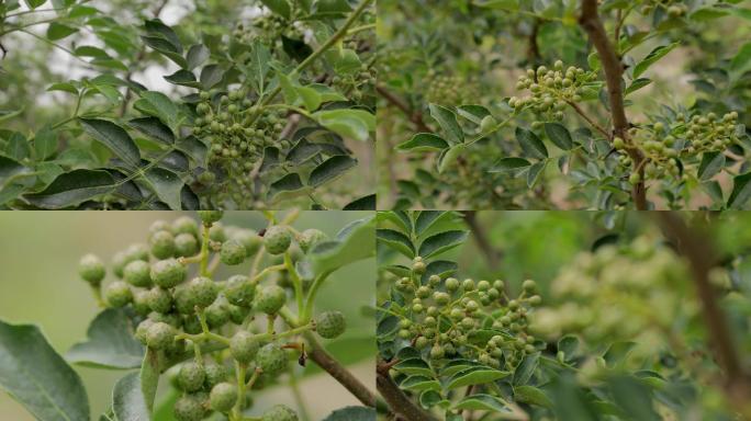 花椒树与青花椒一组01