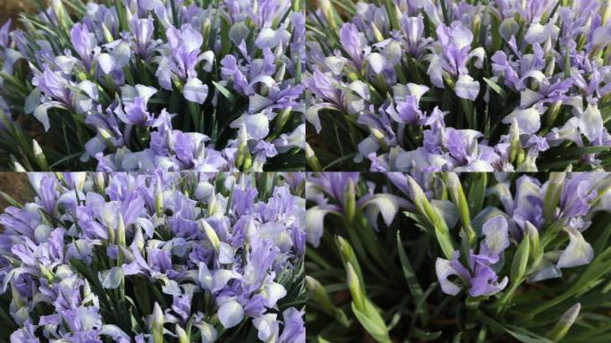 【可商用】马莲花特写花开马莲马兰花