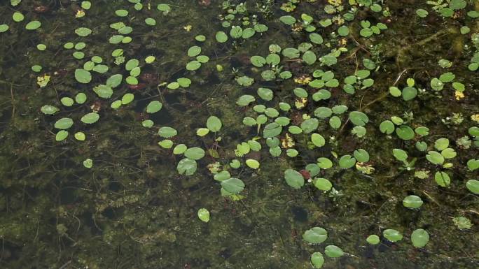 水资源污染治理河道实拍视频