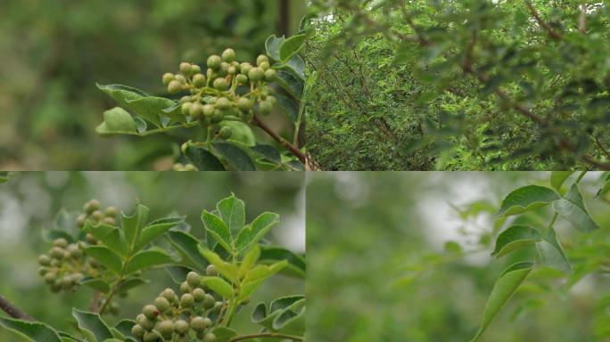 花椒树与青花椒一组02
