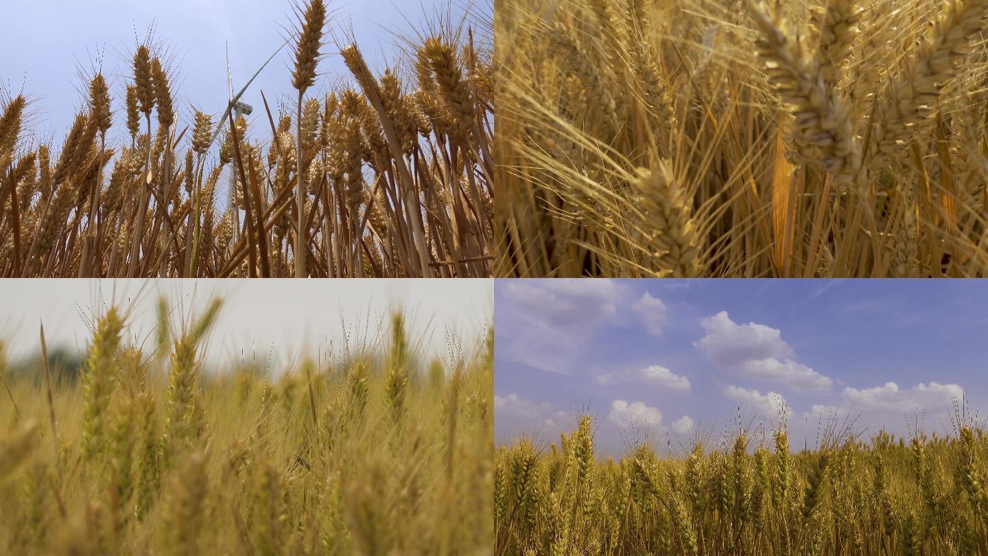 金黄小麦麦浪丰收视频素材
