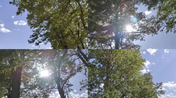 槐树老槐树阳光树叶中午的阳光