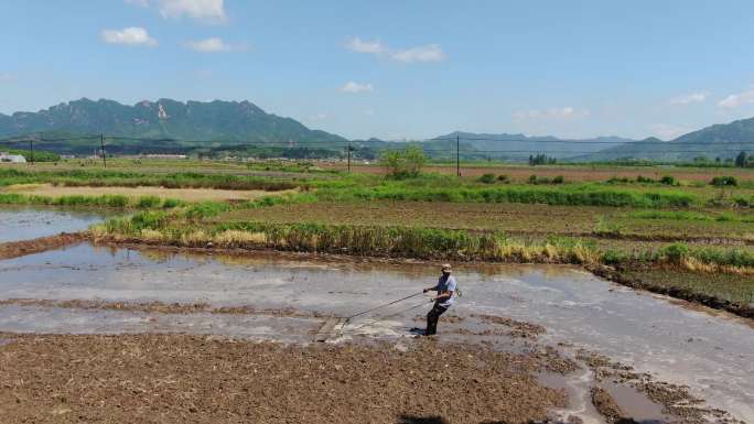 东北优质水稻插秧