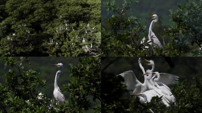 白鹭鸟群视频
