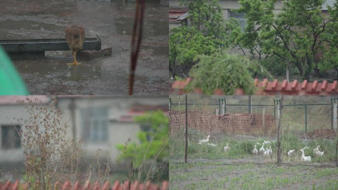 北方农村下大雨