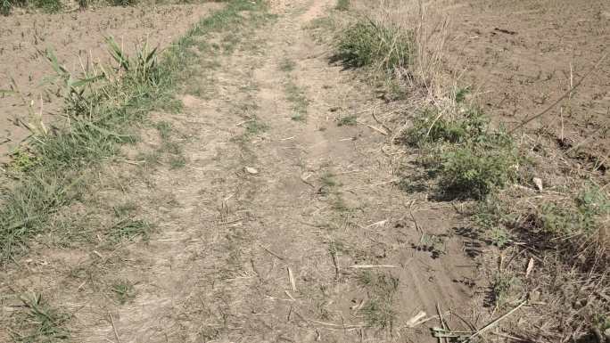 农民下地走路小路田间小路种田地