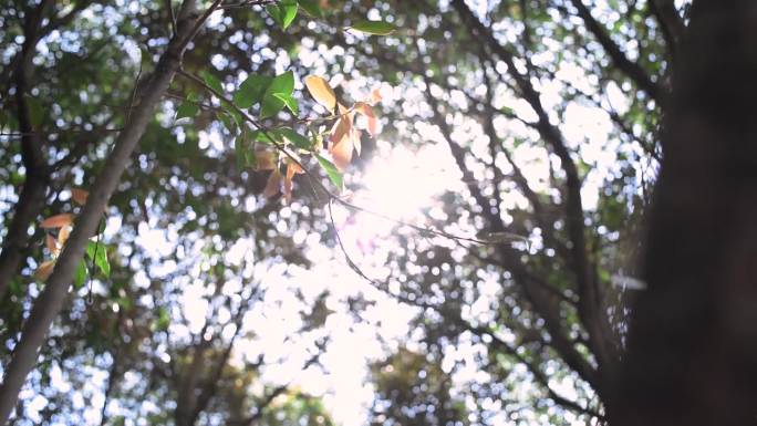 森林里透过树叶的点点阳光