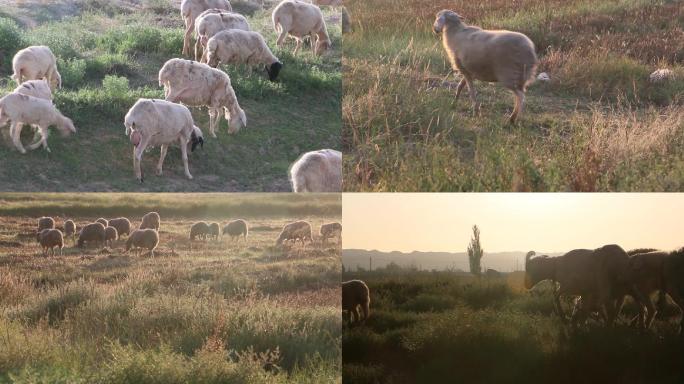 戈壁放牧牧羊羊吃草
