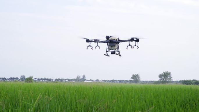 4K-水稻无人机喷洒农药