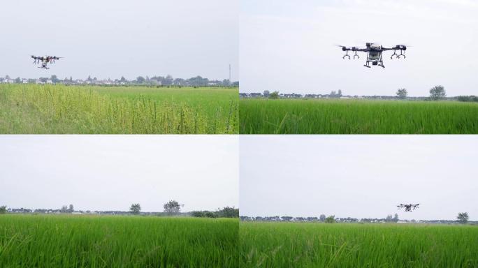 4K-水稻无人机喷洒农药