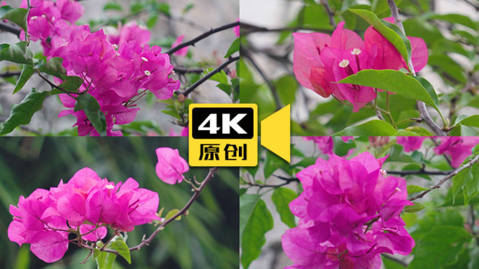 4K杜鹃花-实拍视频