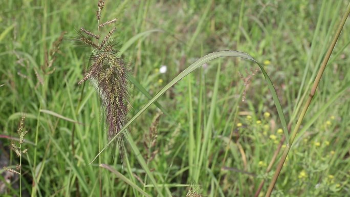 狗尾巴草