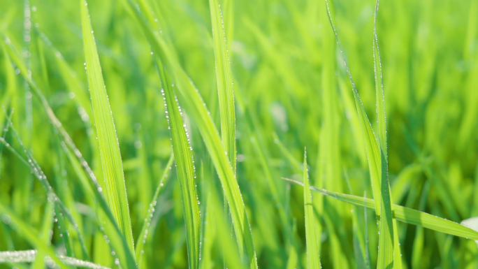 禾苗-实拍视频