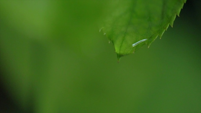 从树叶上滴落的水滴