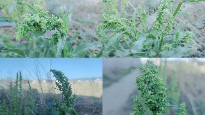 酸模野菠菜山大黄当药山羊蹄酸母