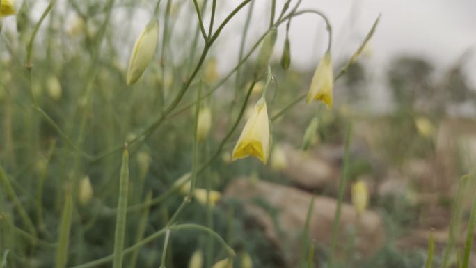 角茴香山黄连野茴香小黄花草药