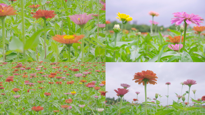 【4K】百日菊、缤纷花海、繁花似锦