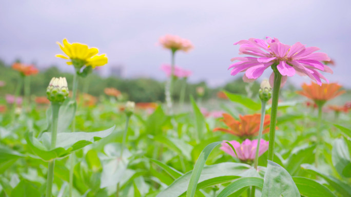 【4K】百日菊、缤纷花海、繁花似锦