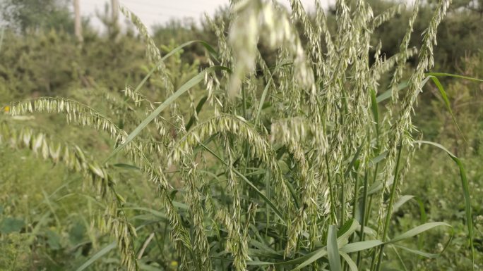 乌麦铃铛麦燕麦草野燕麦草药