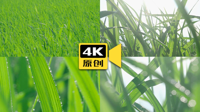 4K-禾苗特写-广告画质-实拍视频