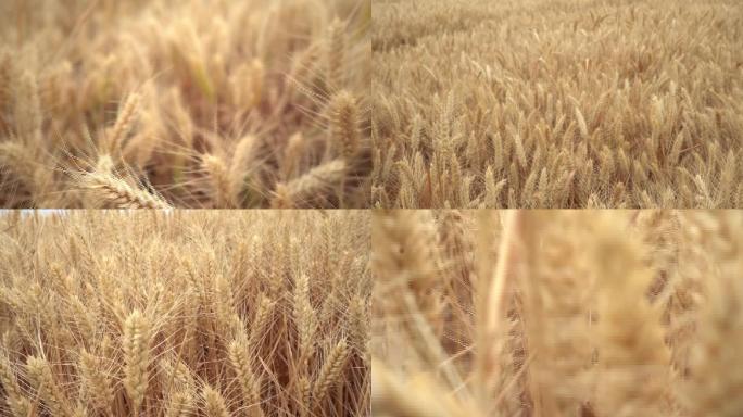 小麦小麦品种小麦种麦浪麦子