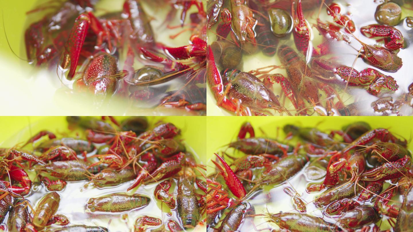 【4K】淡水小龙虾、红螯虾