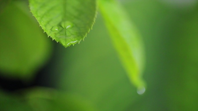 被雨水淋湿的叶子