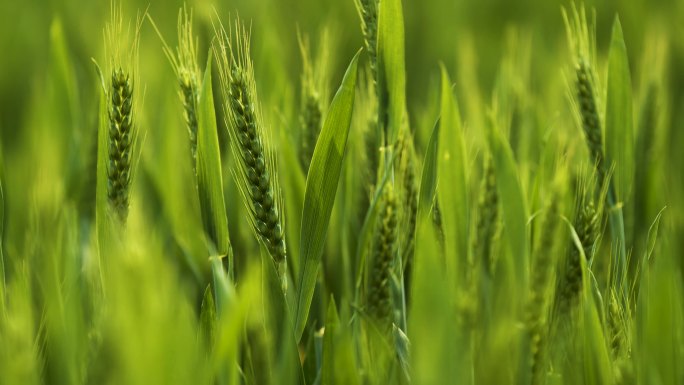 小麦绿色小麦视频航拍实拍麦浪