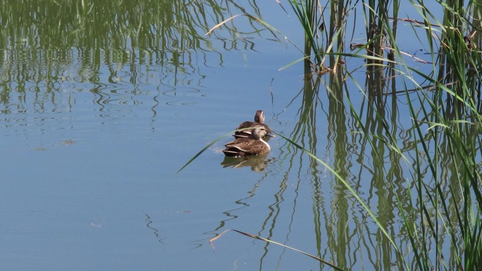 湿地生态蒲塘斑嘴鸭