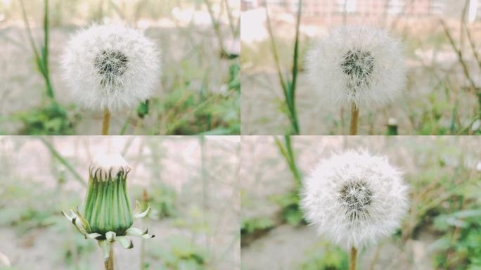 蒲公英花草种子花朵植物